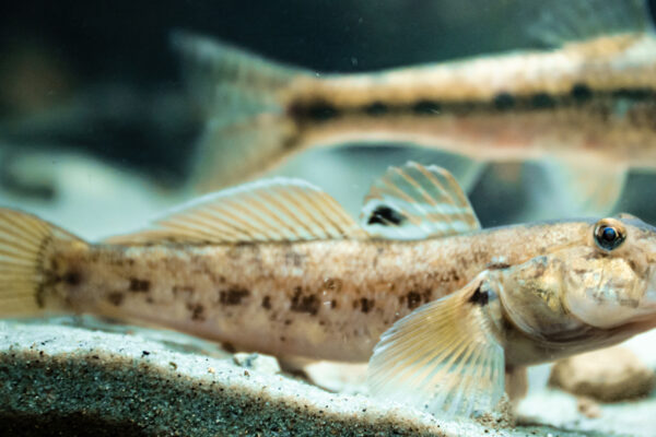 Using environmental DNA for fish monitoring