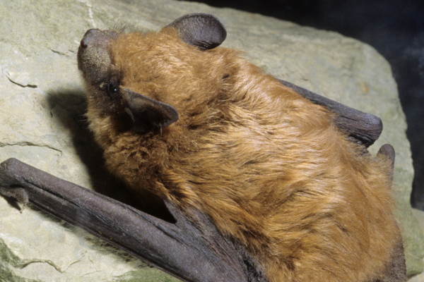 Not-so-spooky sounds: Audio recordings help ID urban bats