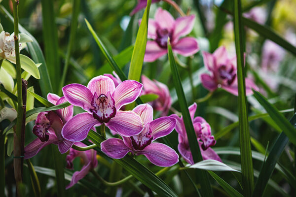 New insight into orchid origins