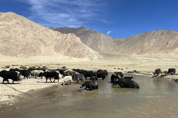 Earliest evidence for domestic yak found using both archaeology, ancient DNA