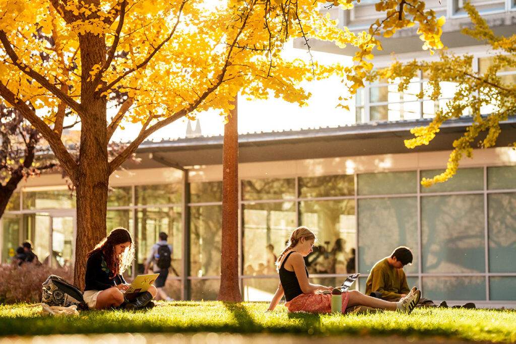 Students study under ginkgo trees