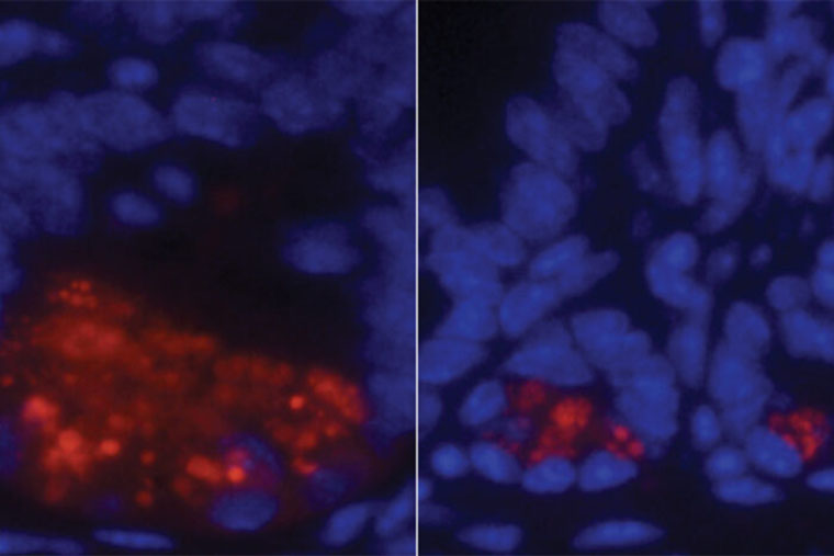 anti-inflammatory cells in mice