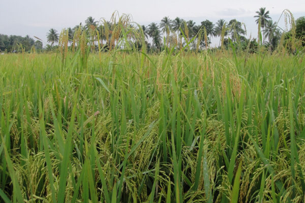 Weedy rice gets competitive boost from its wild neighbors