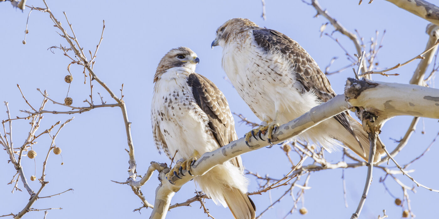 two red-tailed hawks