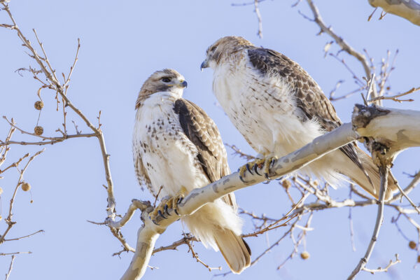 Scientists track red-tailed hawks nesting near campus