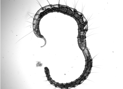 Fissioning worm