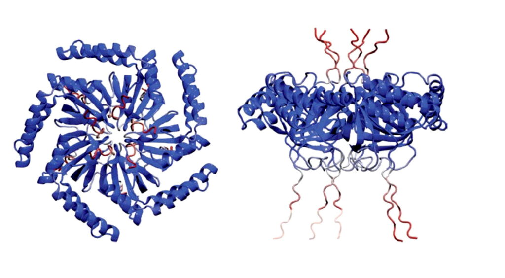 a protein structure for vesicles