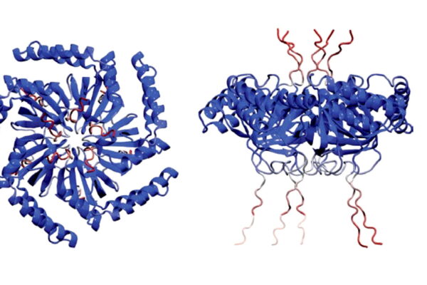 Researchers ID protein responsible for gas vesicle clustering in bacteria