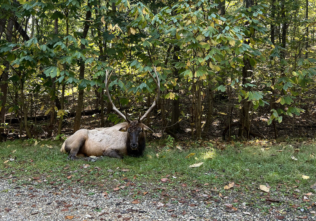 An elk resting at Lone Elk Park