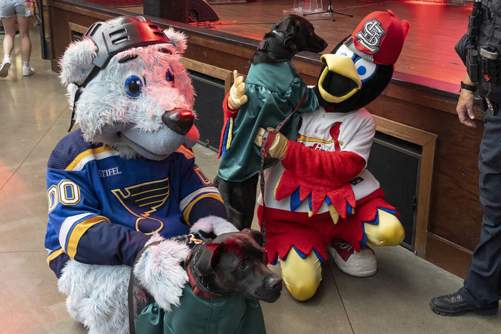 WashU comfort dogs pose with St. Louis mascots